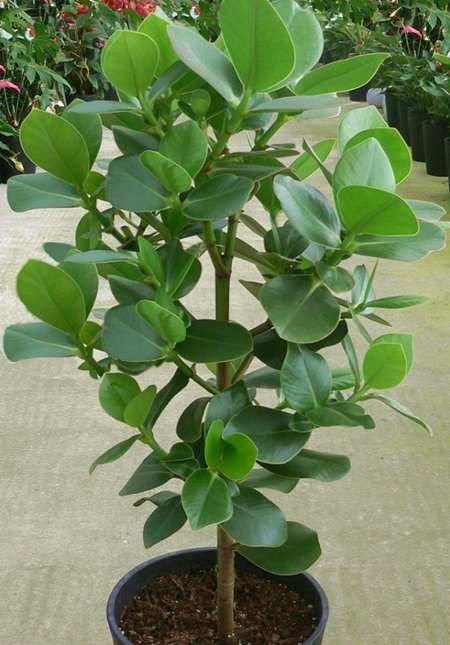 plantslive-clusia-rosea-marginata-plant